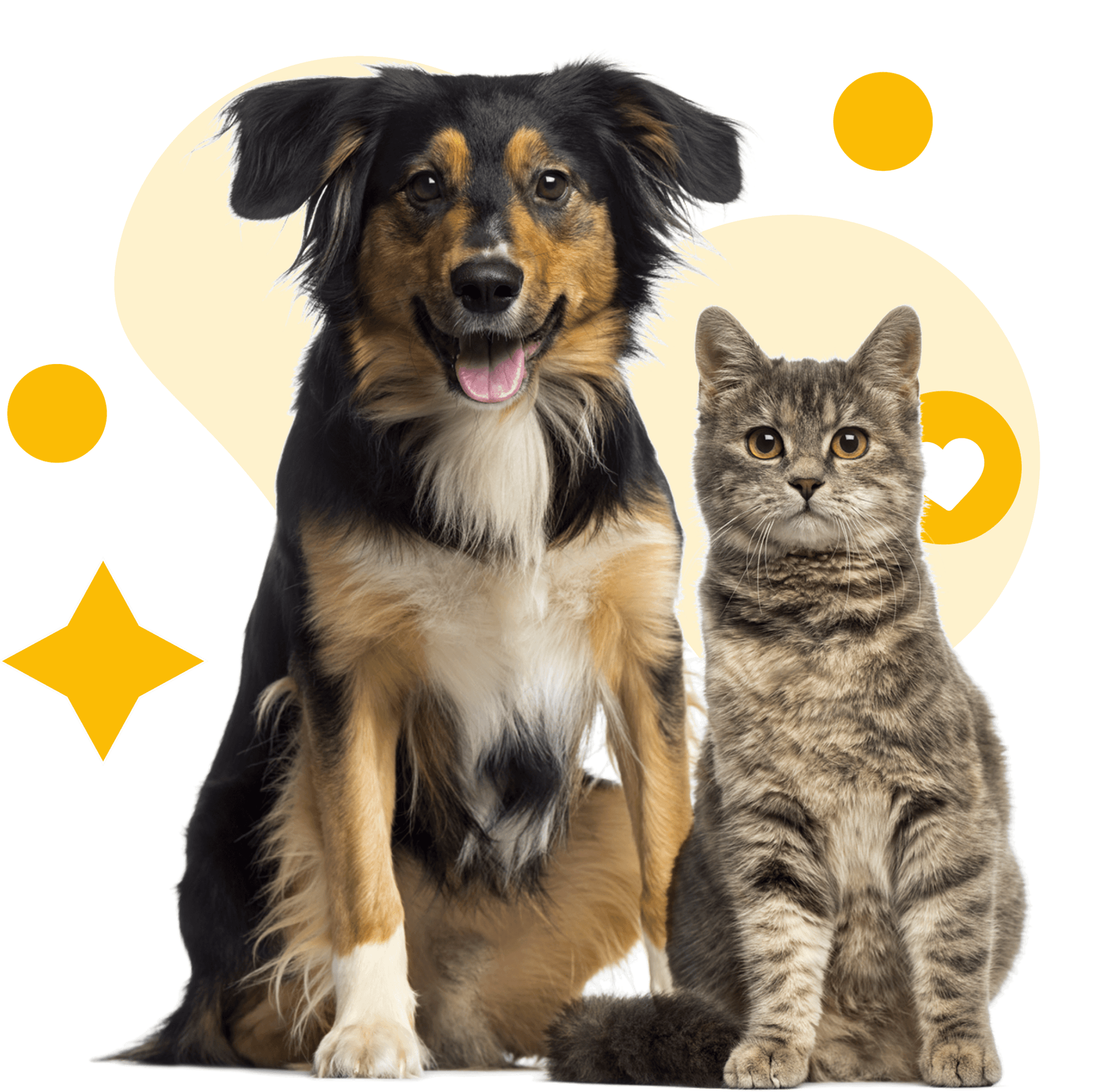 Adopted pets together